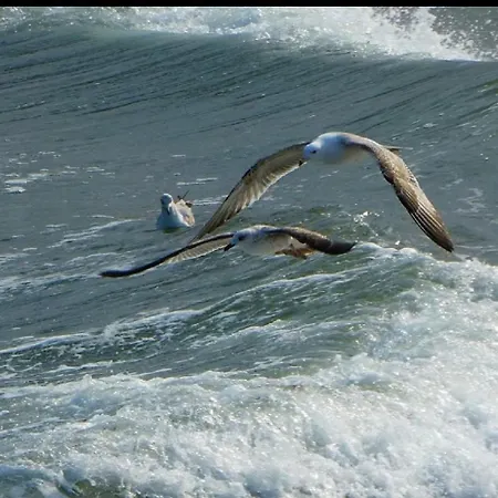 Sunrise 索佐波尔